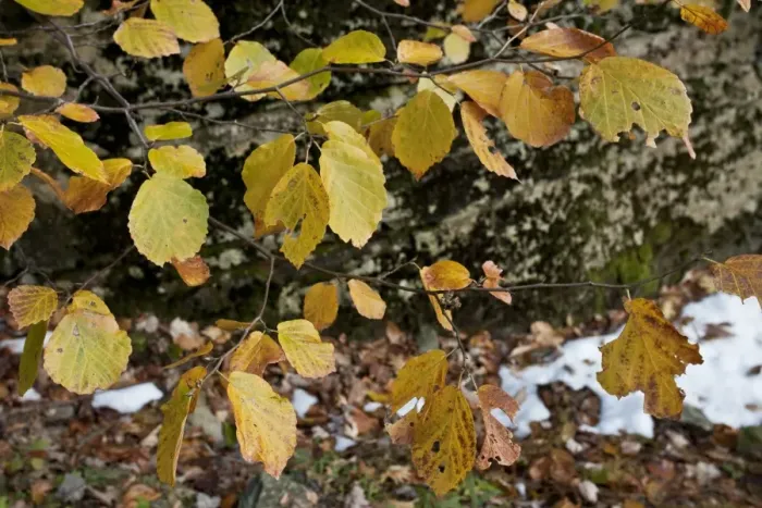 Framed Print : Virginian Witch-hazel (Hamamelis virginiana) close-up of leaves, Catskill Mountains, New York State, U. S. A. november Framed Print : Virginian Witch-hazel (Hamamelis virginiana) close-up of leaves, Catskill Mountains, New York State, U. S. A. november