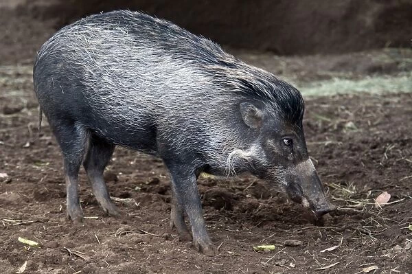 Visayan Warty Pig (Sus cebifrons) immature, standing on mud (captive)