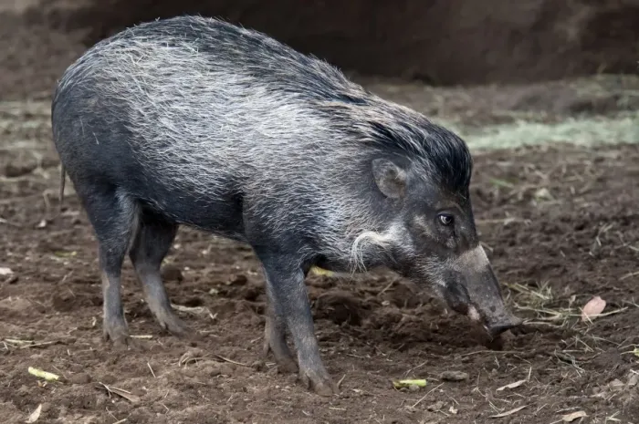 Framed Print : Visayan Warty Pig (Sus cebifrons) immature, standing on mud (captive) Framed Print : Visayan Warty Pig (Sus cebifrons) immature, standing on mud (captive)