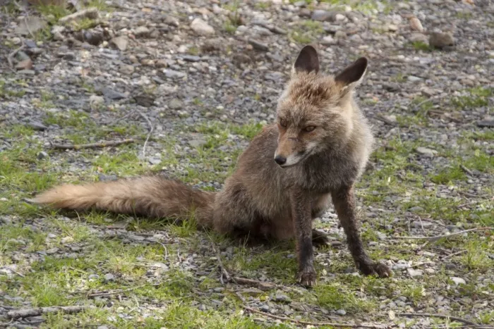 Framed Print : Vixen Red (Iberian) Fox in Monfrague National Park, Extremadura Spain