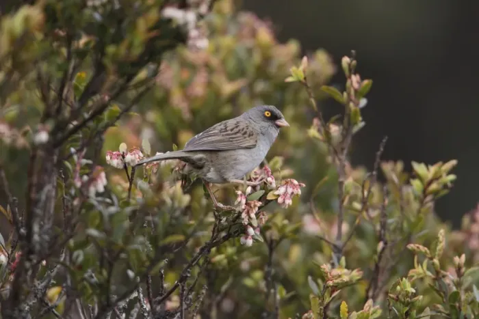 Framed Print : Volcano Junco (Junco vulcani) adult, perched in flowering bush, Costa Rica, february Framed Print : Volcano Junco (Junco vulcani) adult, perched in flowering bush, Costa Rica, february