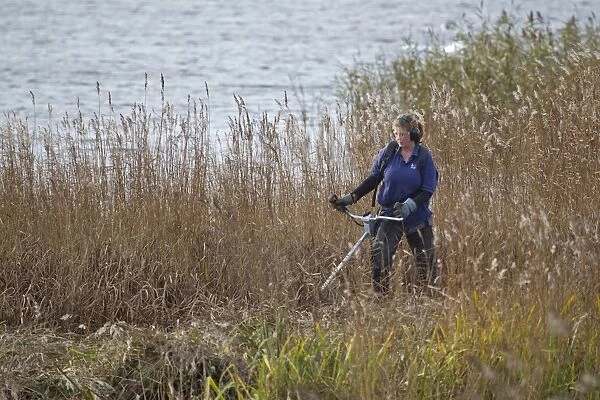 Volunteer warden performing annual reedbed cutting around Island Mere Hide, Minsmere RSPB Reserve, Suffolk, England, november