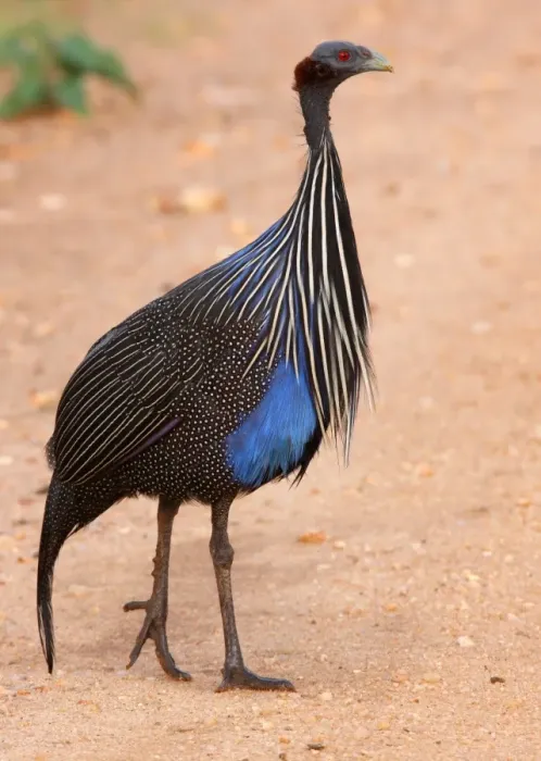 Framed Print : Vulturine Guineafowl (Acryllium vulturinum) adult, walking on track, Tsavo West N. P. Kenya, november Framed Print : Vulturine Guineafowl (Acryllium vulturinum) adult, walking on track, Tsavo West N. P. Kenya, november