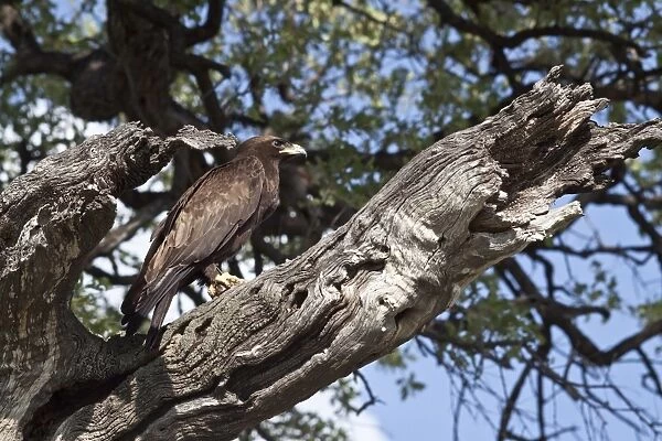 Wahlbergs Eagle with prey, Botswana near Savuti