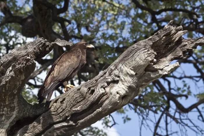 Framed Print : Wahlbergs Eagle with prey, Botswana near Savuti Framed Print : Wahlbergs Eagle with prey, Botswana near Savuti