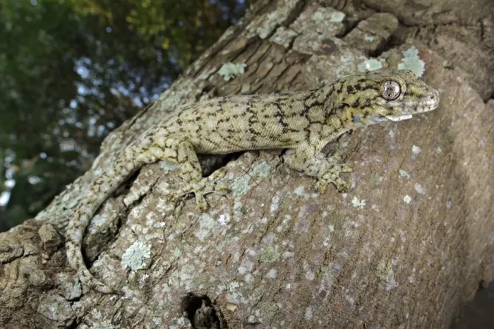 Framed Print : Wahlberg's Velvet Gecko (Homopholis wahlbergii) adult, climbing on tree trunk, South Africa Framed Print : Wahlberg's Velvet Gecko (Homopholis wahlbergii) adult, climbing on tree trunk, South Africa