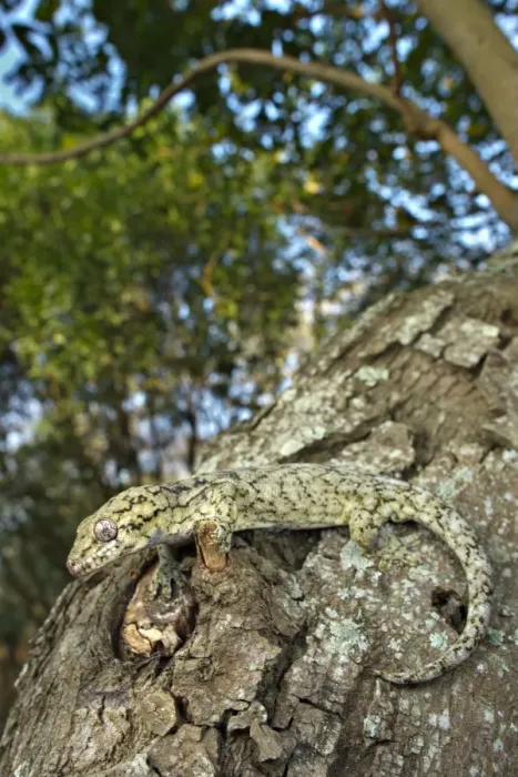 Framed Print : Wahlberg's Velvet Gecko (Homopholis wahlbergii) adult, climbing on tree trunk, South Africa