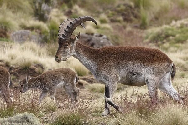 Walia Ibex (Capra walie) immature male, walking in herd of female with young, Simien Mountains, Ethiopia
