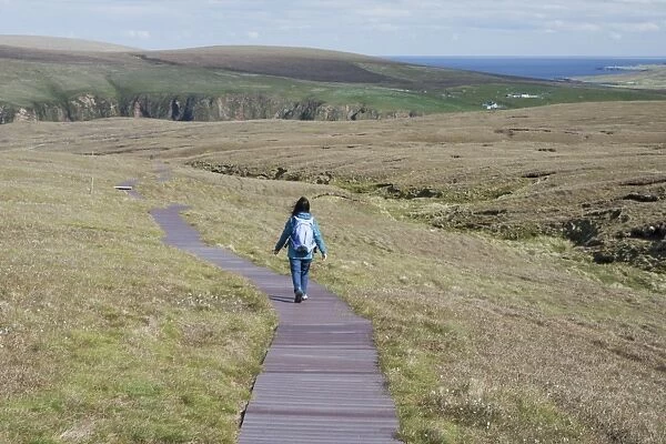 Walker walking on boardwalk across coastal moorland to reserve, Hermaness National Nature Reserve, Unst