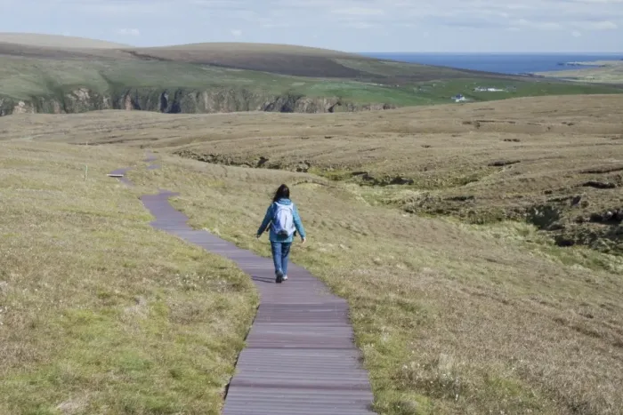 Framed Print : Walker walking on boardwalk across coastal moorland to reserve, Hermaness National Nature Reserve, Unst Framed Print : Walker walking on boardwalk across coastal moorland to reserve, Hermaness National Nature Reserve, Unst