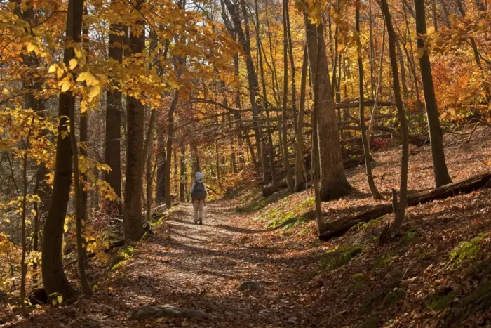 Framed Print : Walker on woodland trail in autumn, Appalachian Trail, Delaware Gap, New Jersey, U. S. A. november Framed Print : Walker on woodland trail in autumn, Appalachian Trail, Delaware Gap, New Jersey, U. S. A. november