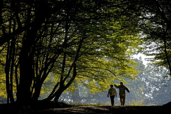 Framed Print : Walkers on track in old mixed Common Beech (Fagus sylvatica) and European Hornbeam (Carpinus betulus) forest