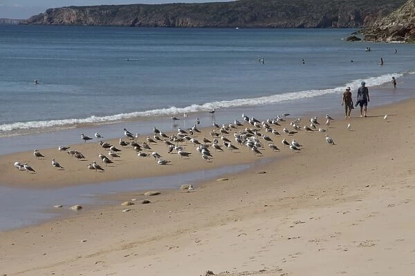 Walking along the beach at Salema, Portugal with a flock of Yellow-legged Gulls