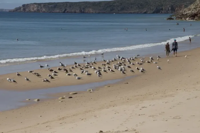 Framed Print : Walking along the beach at Salema, Portugal with a flock of Yellow-legged Gulls