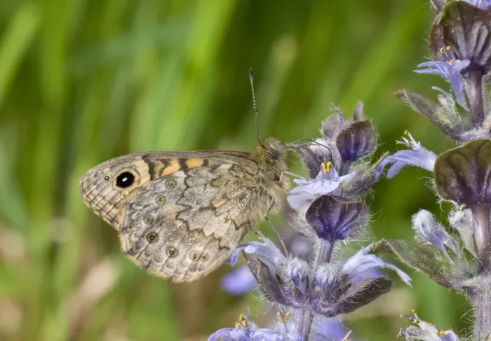 Framed Print : Wall Brown (Lasiommata megera) adult, underside, feeding on flowers, England, april Framed Print : Wall Brown (Lasiommata megera) adult, underside, feeding on flowers, England, april