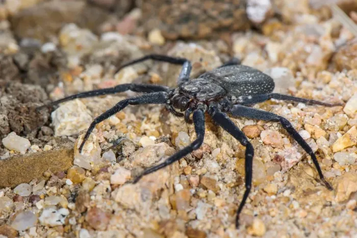 Framed Print : Wall Crab Spider (Selenopidae sp. ) adult, Balule Nature Reserve, Limpopo Province, South Africa, August Framed Print : Wall Crab Spider (Selenopidae sp. ) adult, Balule Nature Reserve, Limpopo Province, South Africa, August