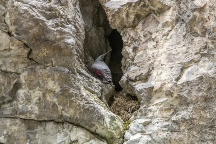 Framed Print : Wallcreeper male by its nest. Trigrad gorge, Bulgaria Framed Print : Wallcreeper male by its nest. Trigrad gorge, Bulgaria