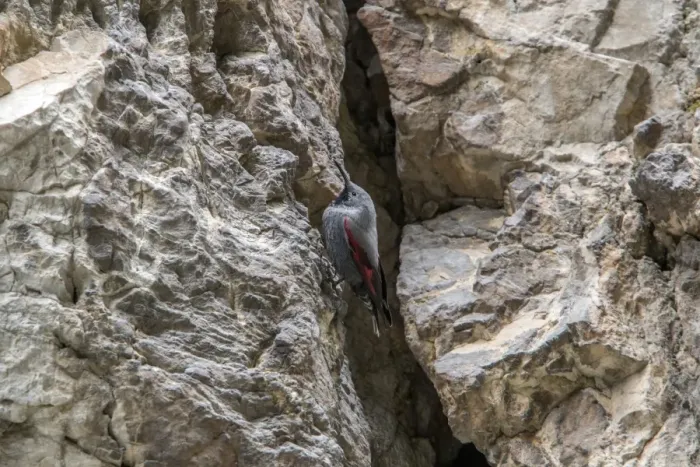 Framed Print : Wallcreeper male. Trigrad gorge, Bulgaria Framed Print : Wallcreeper male. Trigrad gorge, Bulgaria