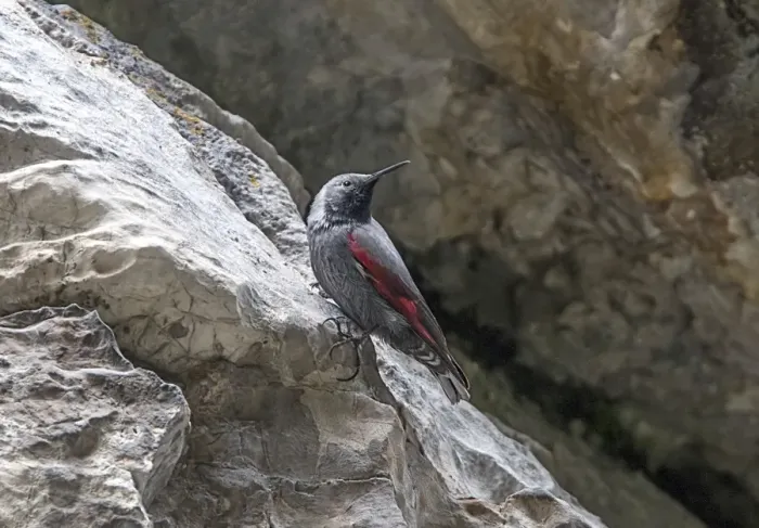 Framed Print : Wallcreeper male. Trigrad gorge, Bulgaria Framed Print : Wallcreeper male. Trigrad gorge, Bulgaria