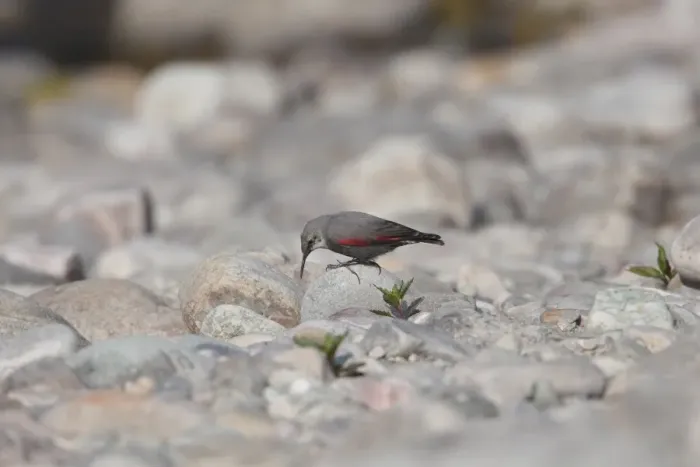 Framed Print : Wallcreeper (Tichodroma muraria) adult, winter plumage, foraging on stones, Corbett N. P. Uttarakhand, India, february