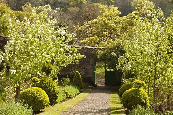 Walled garden with blossom on fruit trees and door through wall into garden leading up central path, Hartland Abbey
