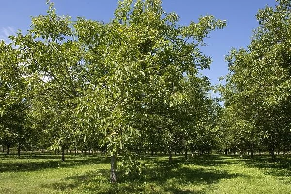 Walnut groves with mature fruit near Sainte-Foy-la-Grande, Gironde, France, August