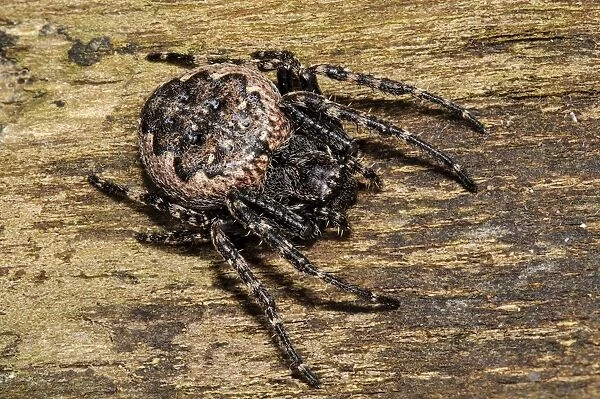 Walnut Orb-weaver Spider (Nuctenea umbratica) adult female, resting on piece of dead wood in garden, Sowerby