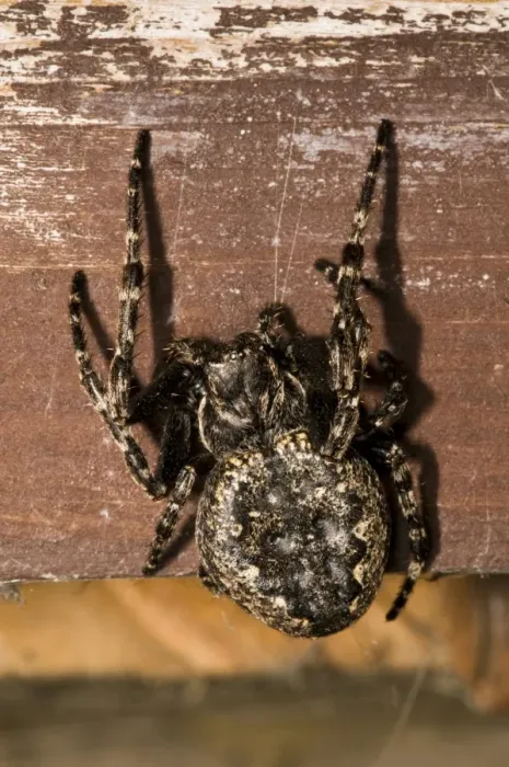 Framed Print : Walnut Orb-weaver Spider (Nuctenea umbratica) adult female, resting in birdwatching hide, Minsmere RSPB Reserve Framed Print : Walnut Orb-weaver Spider (Nuctenea umbratica) adult female, resting in birdwatching hide, Minsmere RSPB Reserve