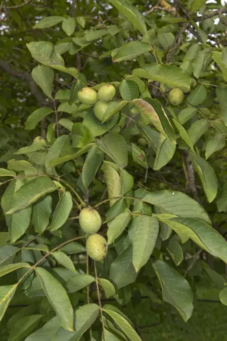 Framed Print : Walnuts in fruit on trees, Sainte-Foy-la-Grande, Gironde, France Framed Print : Walnuts in fruit on trees, Sainte-Foy-la-Grande, Gironde, France