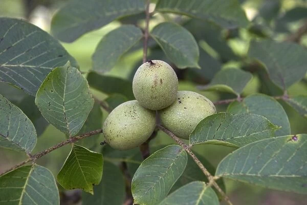 Walnuts in fruit on trees, Sainte-Foy-la-Grande, Gironde, France