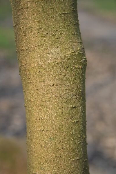 Walters Dogwood (Cornus walteri) close-up of trunk, growing as ornamental in woodland, Thornham Estate, Thornham Magna