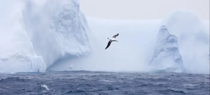 Framed Print : Wandering Albatross (Diomedea exulans) adult, in flight over sea near iceberg, Southern Ocean, off South Georgia, october Framed Print : Wandering Albatross (Diomedea exulans) adult, in flight over sea near iceberg, Southern Ocean, off South Georgia, october