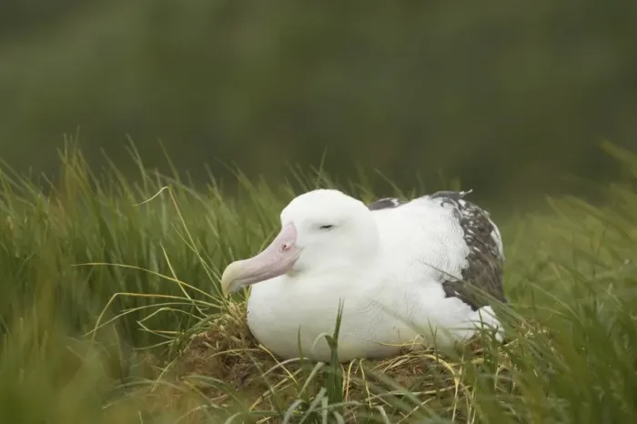 Framed Print : Wandering Albatross (Diomedea exulans) adult, sitting on nest, Prion Island, South Georgia Framed Print : Wandering Albatross (Diomedea exulans) adult, sitting on nest, Prion Island, South Georgia