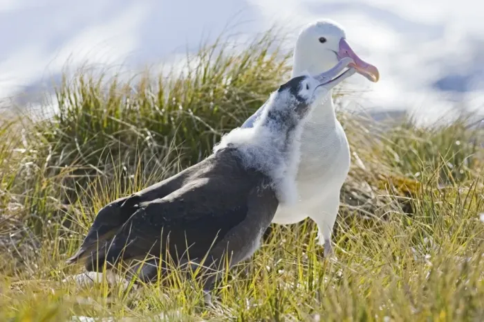 Framed Print : Wandering Albatross (Diomedea exulans) adult regurgitaing food for ten month old chick, Prion Island, Bay of Isles, South Georgia, november Framed Print : Wandering Albatross (Diomedea exulans) adult regurgitaing food for ten month old chick, Prion Island, Bay of Isles, South Georgia, november