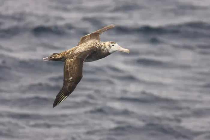 Framed Print : Wandering Albatross (Diomedea exulans) immature, in flight over sea, Drake Passage, Antarctica Framed Print : Wandering Albatross (Diomedea exulans) immature, in flight over sea, Drake Passage, Antarctica