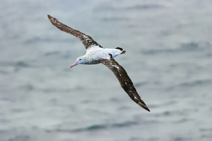 Framed Print : Wandering Albatross (Diomedea exulans) subadult, in flight over sea, Southern Ocean, Antarctica, January Framed Print : Wandering Albatross (Diomedea exulans) subadult, in flight over sea, Southern Ocean, Antarctica, January