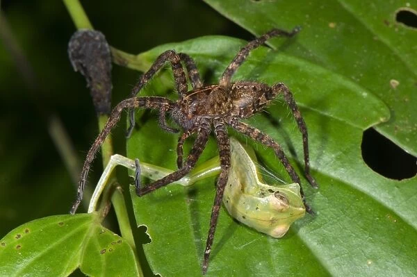 Wandering Spider (Ctenidae sp. ) adult, feeding on Gunther's Banded Treefrog (Hypsiboas fasciatus) prey, Los Amigos Biological Station, Madre de Dios, Amazonia, Peru