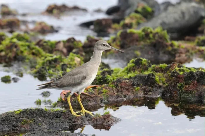 Framed Print : Wandering Tattler (Tringa incana) adult, non-breeding plumage, standing on coastal lava rocks, Galapagos Islands Framed Print : Wandering Tattler (Tringa incana) adult, non-breeding plumage, standing on coastal lava rocks, Galapagos Islands