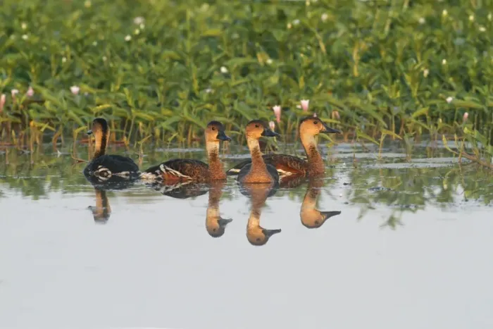Framed Print : Wandering Whistling-duck (Dendrocygna arcuata) four adults, swimming on river, Yellow River, Kakadu N. P Framed Print : Wandering Whistling-duck (Dendrocygna arcuata) four adults, swimming on river, Yellow River, Kakadu N. P