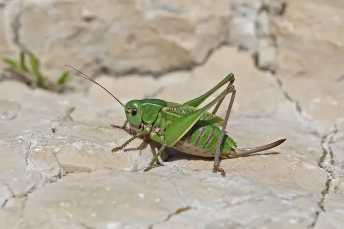 Framed Print : Wart-biter Cricket (Decticus verrucivorus) adult female, resting on rock, Hautes-Pyrenees, Midi-Pyrenees, France, July