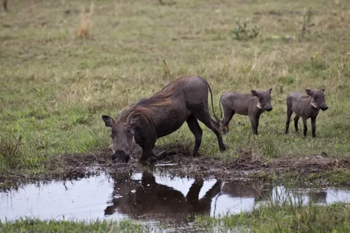 Framed Print : Warthog kneeling with two piglets