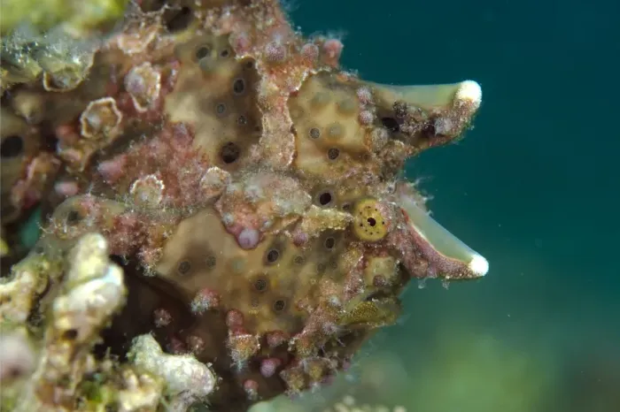 Framed Print : Warty Frogfish (Antennarius maculatus) adult, close-up of head, Rinca Island, Komodo N. P