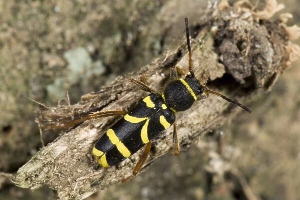 A wasp beetle, Clytus arietis, on rotten wood
