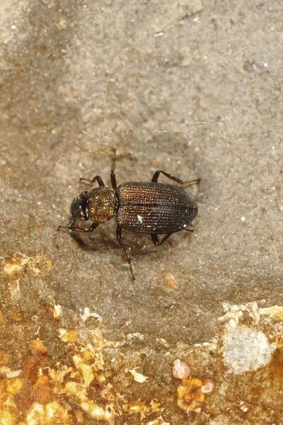 Water Beetle (Ochthebius lejolisii) adult, in shallow rockpool, Charnel, Kimmeridge Bay, Isle of Purbeck, Dorset