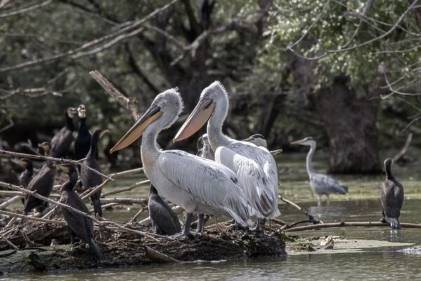 Water birds on Lake Kerkini Northern Greece, Grey Heron, Dalmatian Pelican, and Juvenile Cormorants