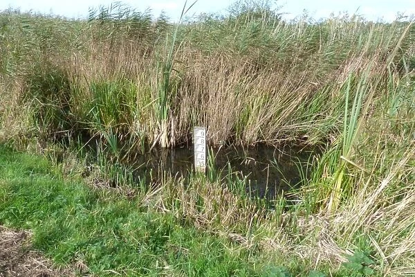 Water depth gauge in reedbed -Minsmere nature reserve Suffolk