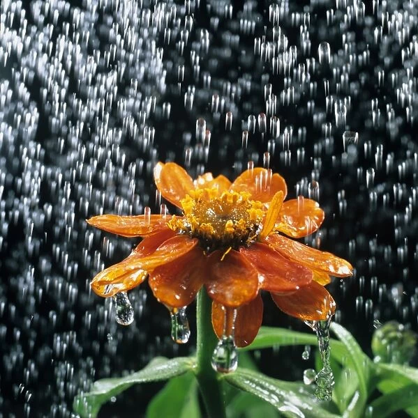 Water droplets, rain or watering can, falling on a Zinnia flower