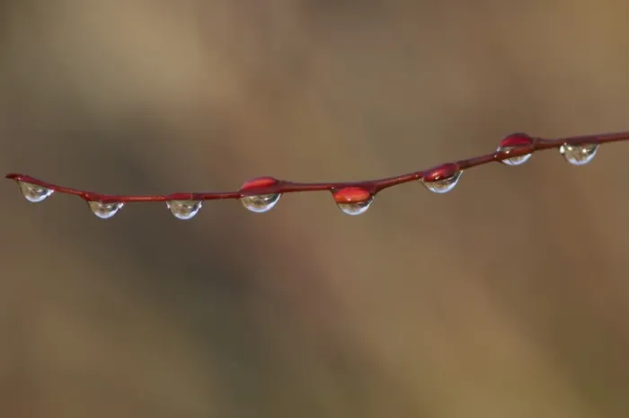 Framed Print : Water droplets on twig, Scotland, february Framed Print : Water droplets on twig, Scotland, february