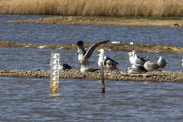 Water level depth gauge on East Scrape, Minsmere Suffolk. With Lesser Black backed Gulls