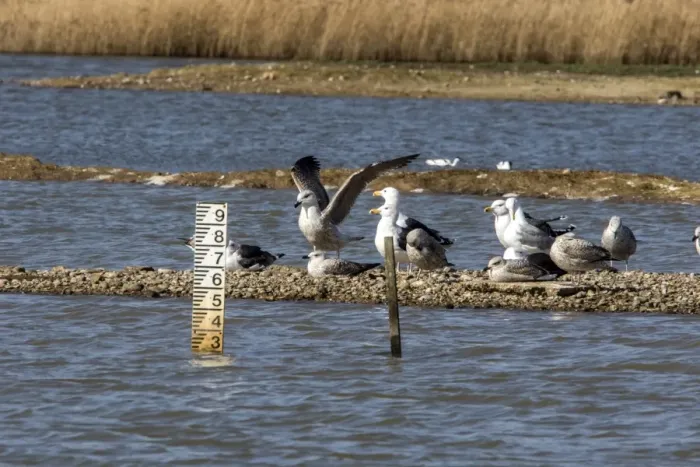 Framed Print : Water level depth gauge on East Scrape, Minsmere Suffolk. With Lesser Black backed Gulls